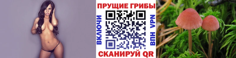 Галлюциногенные грибы Cubensis  мориарти какой сайт  Пудож  цены наркотик 